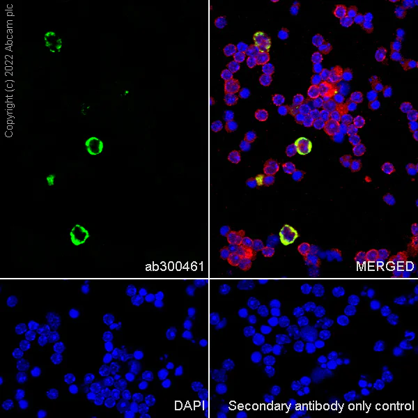 Immunocytochemistry/ Immunofluorescence - Anti-TREM1 antibody [EPR26206-72] (BSA and Azide free) (AB300462)