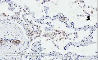 Immunohistochemistry (Formalin/PFA-fixed paraffin-embedded sections) - Anti-TREM2 antibody - C-terminal (AB223684)
