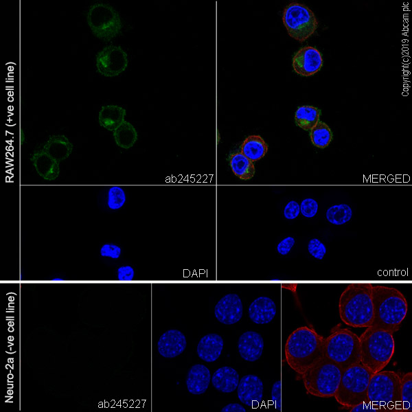 Immunocytochemistry/ Immunofluorescence - Anti-TREM2 antibody [EPR23177-106] (AB245227)