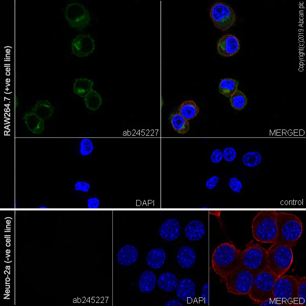 Immunocytochemistry/ Immunofluorescence - Anti-TREM2 antibody [EPR23177-106] - BSA and Azide free (AB269868)