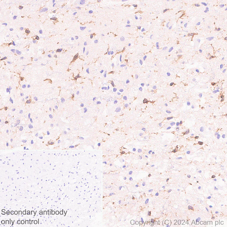 Immunohistochemistry (Formalin/PFA-fixed paraffin-embedded sections) - Anti-TREM2 antibody [EPR26209-22] - BSA and Azide free (AB318263)