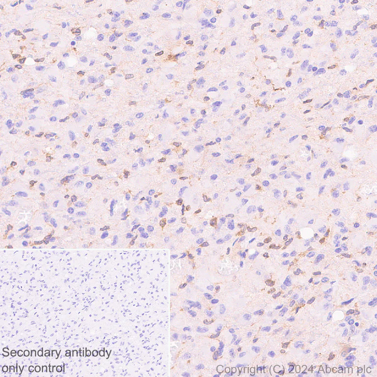 Immunohistochemistry (Formalin/PFA-fixed paraffin-embedded sections) - Anti-TREM2 antibody [EPR26209-22] - BSA and Azide free (AB318263)