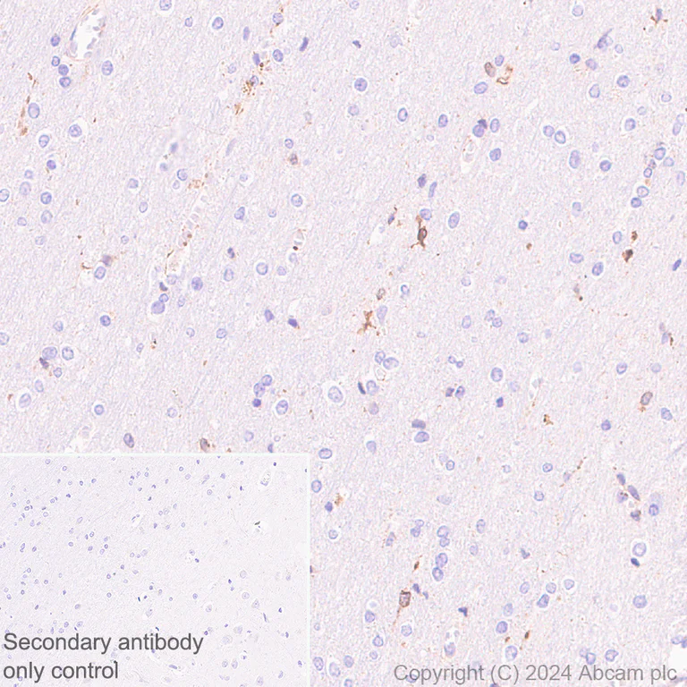 Immunohistochemistry (Formalin/PFA-fixed paraffin-embedded sections) - Anti-TREM2 antibody [EPR26209-22] - BSA and Azide free (AB318263)