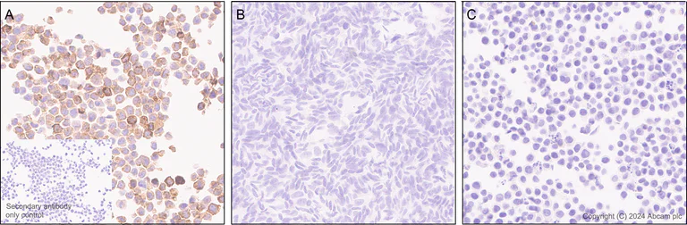 Immunohistochemistry (Formalin/PFA-fixed paraffin-embedded sections) - Anti-TREM2 antibody [EPR26209-22] - BSA and Azide free (AB318263)