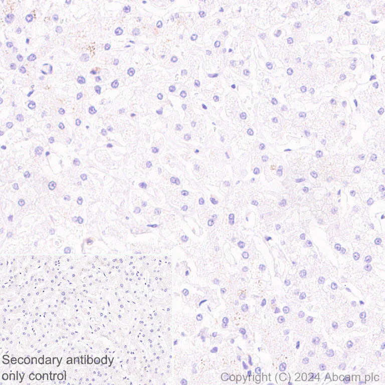 Immunohistochemistry (Formalin/PFA-fixed paraffin-embedded sections) - Anti-TREM2 antibody [EPR26209-22] - BSA and Azide free (AB318263)