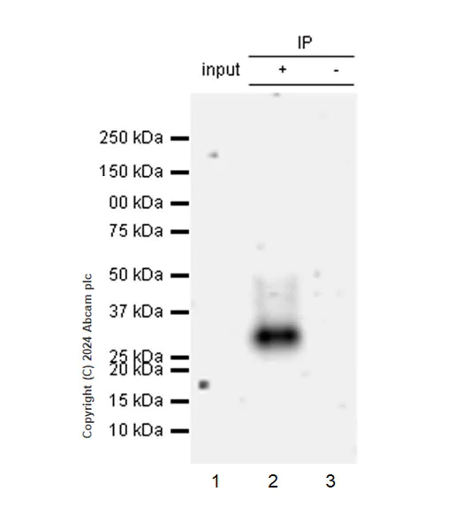Immunoprecipitation - Anti-TREM2 antibody [EPR26209-22] - BSA and Azide free (AB318263)