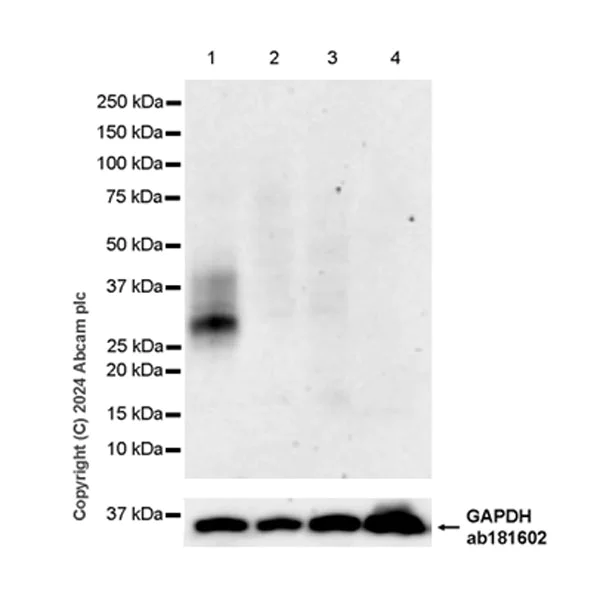 Western blot - Anti-TREM2 antibody [EPR26209-22] - BSA and Azide free (AB318263)