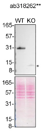 Western blot - Anti-TREM2 antibody [EPR26209-22] - BSA and Azide free (AB318263)