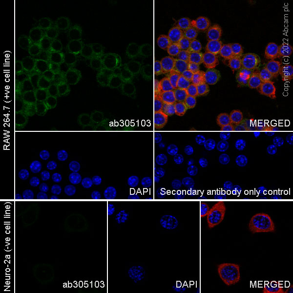 Immunocytochemistry/ Immunofluorescence - Anti-TREM2 antibody [EPR26210-1] (ab305103), expandable thumbnail