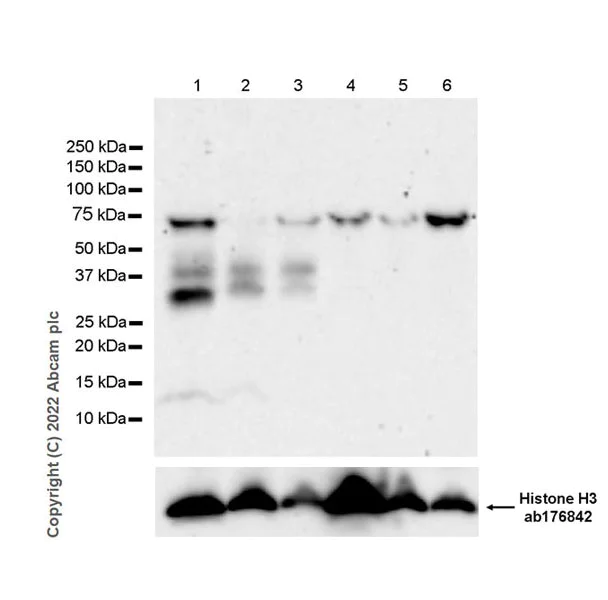 Western blot - Anti-TREM2 antibody [EPR26210-1] - BSA and Azide free (AB305072)