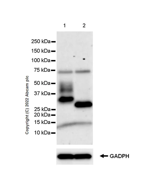 Western blot - Anti-TREM2 antibody [EPR26210-1] - BSA and Azide free (AB305072)