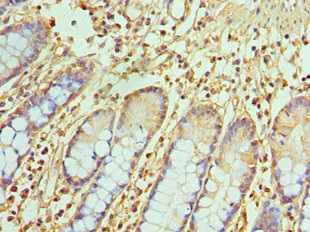 Immunohistochemistry (Formalin/PFA-fixed paraffin-embedded sections) - Anti-TREX1 antibody (AB238339), expandable thumbnail