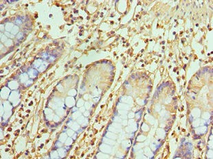 Immunohistochemistry (Formalin/PFA-fixed paraffin-embedded sections) - Anti-TREX1 antibody (AB238339)