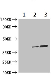 Immunoprecipitation - Anti-TREX1 antibody (AB238339), expandable thumbnail