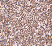 Immunohistochemistry (Formalin/PFA-fixed paraffin-embedded sections) - Anti-TREX1 antibody (AB83890)