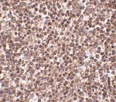 Immunohistochemistry (Formalin/PFA-fixed paraffin-embedded sections) - Anti-TREX1 antibody (AB83890)