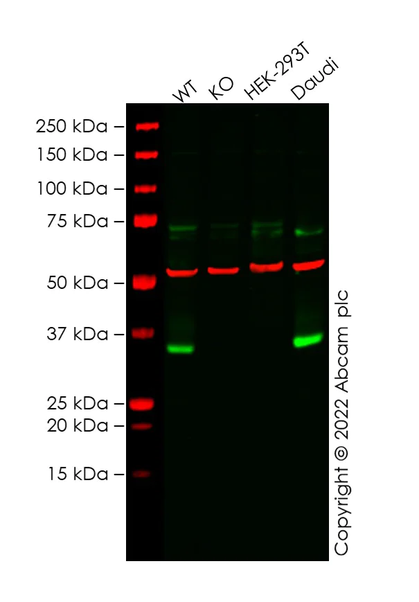 Western blot - Anti-TREX1 antibody [EPR14985] - BSA and Azide free (AB236140)