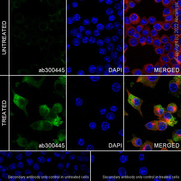 Immunocytochemistry/ Immunofluorescence - Anti-TREX1 antibody [EPR25101-12] (BSA and Azide free) (AB300446)