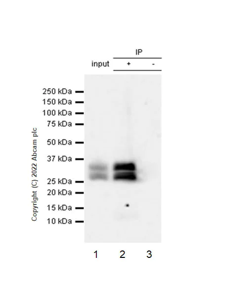 Immunoprecipitation - Anti-TREX1 antibody [EPR25101-12] (BSA and Azide free) (AB300446)