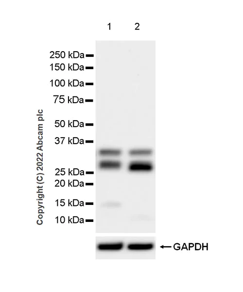 Western blot - Anti-TREX1 antibody [EPR25101-12] (BSA and Azide free) (AB300446)