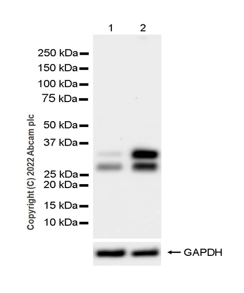 Western blot - Anti-TREX1 antibody [EPR25101-12] (BSA and Azide free) (AB300446)