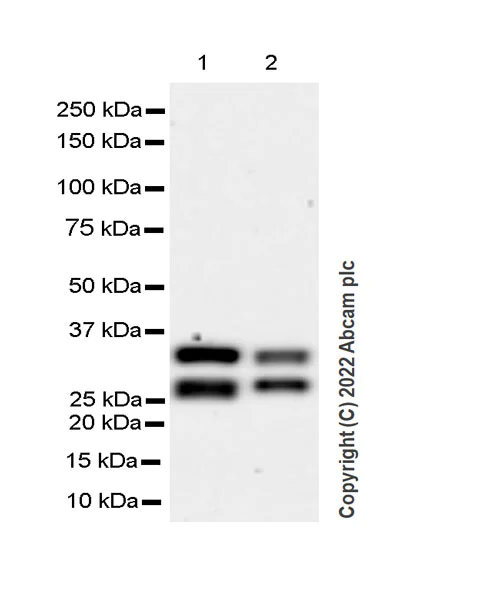 Western blot - Anti-TREX1 antibody [EPR25101-12] (BSA and Azide free) (AB300446)