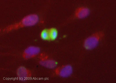 Immunocytochemistry/ Immunofluorescence - Anti-TRF1 antibody [3H11] (AB14397)