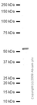 Western blot - Anti-TRF1 antibody [3H11] (AB14397)
