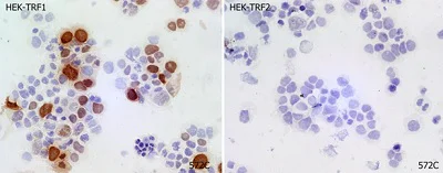 Immunocytochemistry/ Immunofluorescence - Anti-TRF1 antibody [572C] (AB192629)