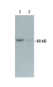 Western blot - Anti-TRF1 antibody [572C] (AB192629)