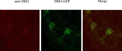Immunocytochemistry - Anti-TRF1 antibody (AB1423)