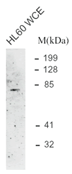 Western blot - Anti-TRF1 antibody (AB1423)