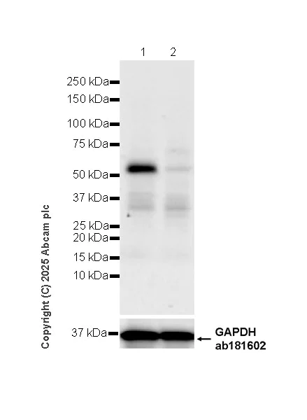 Western blot - Anti-TRF1 antibody [EPR28580-71] (AB323380)