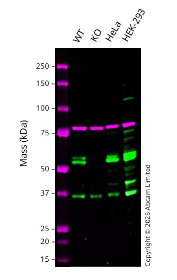 Western blot - Anti-TRF1 antibody [EPR28580-71] (AB323380)