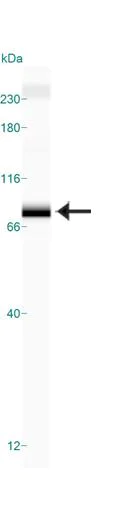 Western blot - Anti-TRF2 antibody [4A794] (AB13579)
