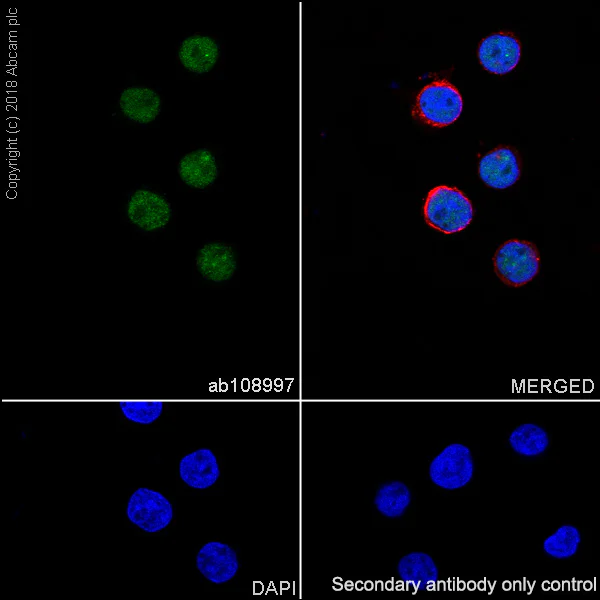 Immunocytochemistry/ Immunofluorescence - Anti-TRF2 antibody [EPR3517(2)] (AB108997)