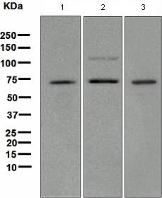 Western blot - Anti-TRF2 antibody [EPR3517(2)] (ab108997), expandable thumbnail