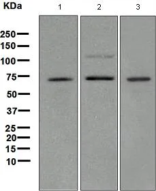 Western blot - Anti-TRF2 antibody [EPR3517(2)] (AB108997)