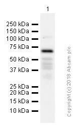 Western blot - Anti-TRF2 antibody [EPR3517(2)] (AB108997)