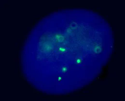 Immunocytochemistry/ Immunofluorescence - Anti-TRF2 + TRF1 antibody [TRF-78] (AB10579)
