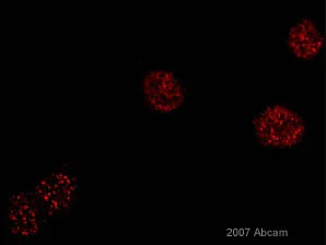 Immunocytochemistry/ Immunofluorescence - Anti-TRF2 + TRF1 antibody [TRF-78] (AB10579)