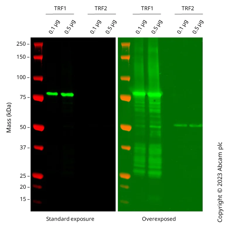 Western blot - Anti-TRF2 + TRF1 antibody [TRF-78] (AB10579)