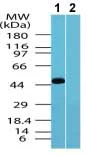 Western blot - Anti-TRH-R antibody (AB72179)