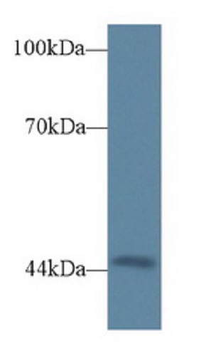 Western blot - Anti-Triadin antibody (AB231058), expandable thumbnail