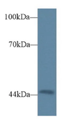 Western blot - Anti-Triadin antibody (AB231058)