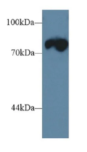 Western blot - Anti-Triadin antibody (AB231058)