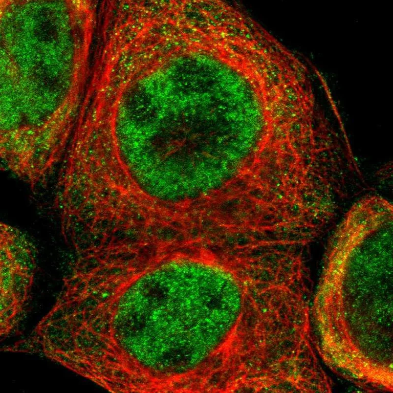 Immunocytochemistry/ Immunofluorescence - Anti-TRIB2 antibody (AB272544)