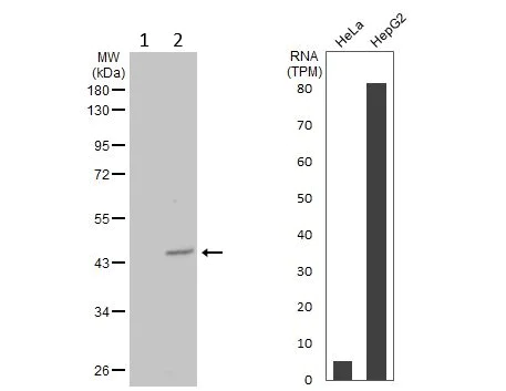 Western blot - Anti-TRIB3 antibody (AB137526)