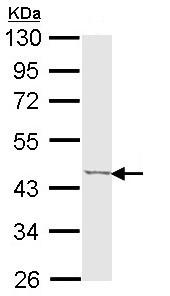 Western blot - Anti-TRIB3 antibody (AB137526), expandable thumbnail
