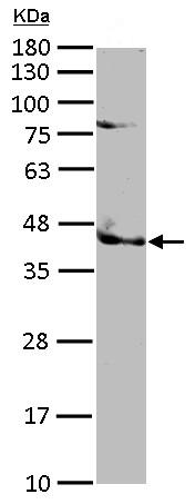 Western blot - Anti-TRIB3 antibody (AB137526), expandable thumbnail